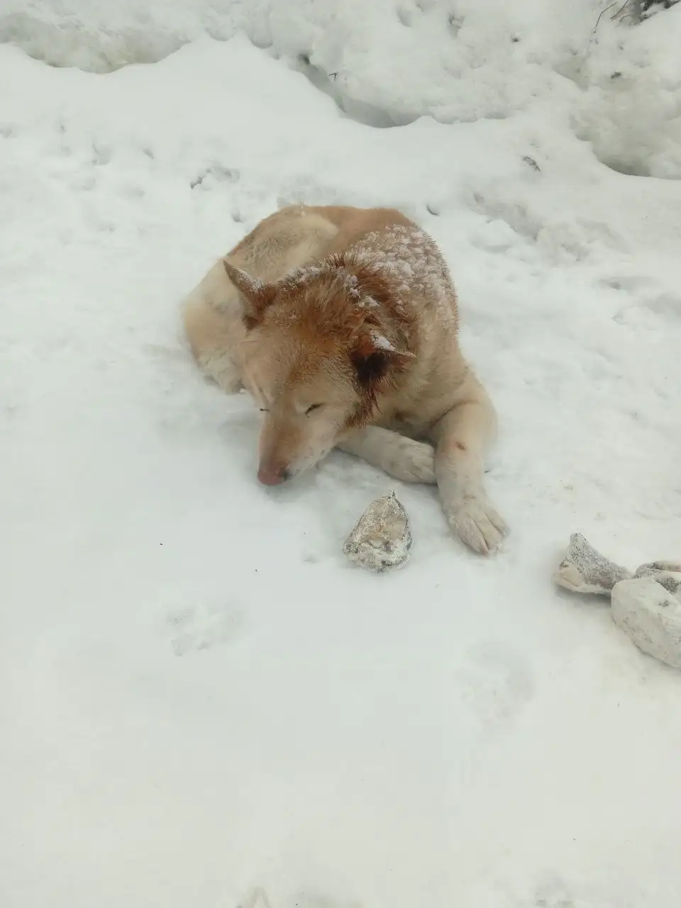 Собака найдена в лесу за конечной 27 маршрута - Собаки (Животные) в Саратов