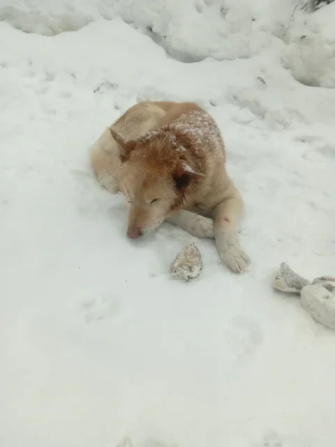 Собака найдена в лесу за конечной 27 маршрута - Передержка/Лечение в Саратов