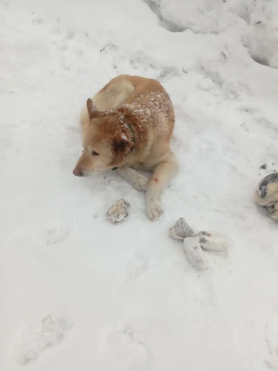 Собака найдена в лесу за конечной 27 маршрута - Собаки (Животные) в Саратов