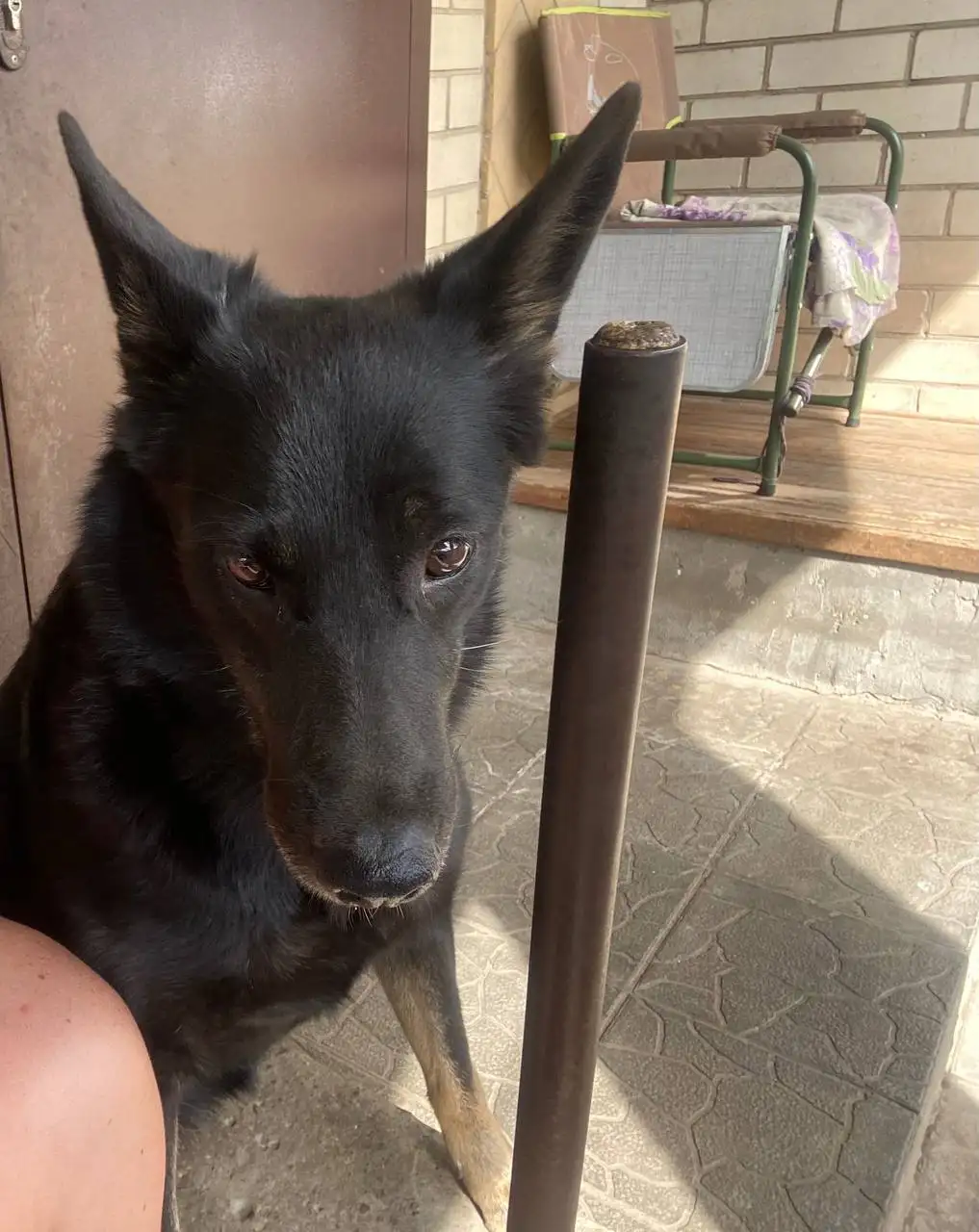 Пропала собака в районе станции Анисовка - Потерянные животные (Животные) в Саратов