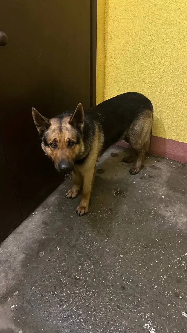 Потерявшаяся собака в районе городского пляжа Энгельса - Собаки (Животные) в Энгельс