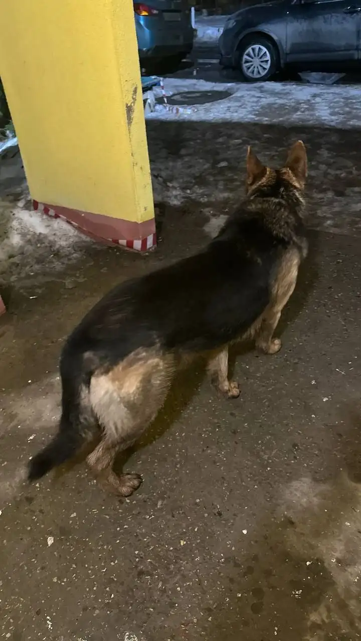 Потерявшаяся собака в районе городского пляжа Энгельса - Собаки (Животные) в Энгельс