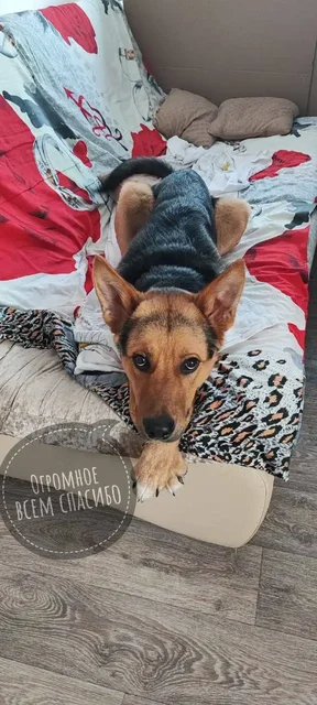 Сбор средств на передержку и лечение кота Гуфи - Передержка/Лечение в Саратов