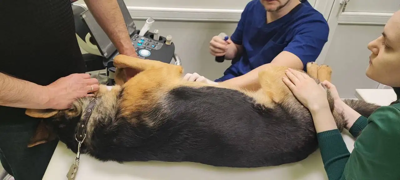 Сбор средств на передержку и лечение кота Гуфи - Передержка/Лечение (Животные) в Саратов