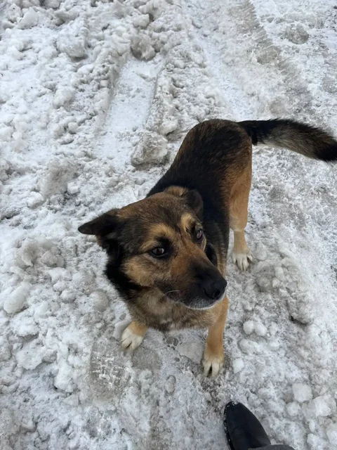 Потерянный мальчик без бирки в Саратове - Передержка/Лечение в Саратов