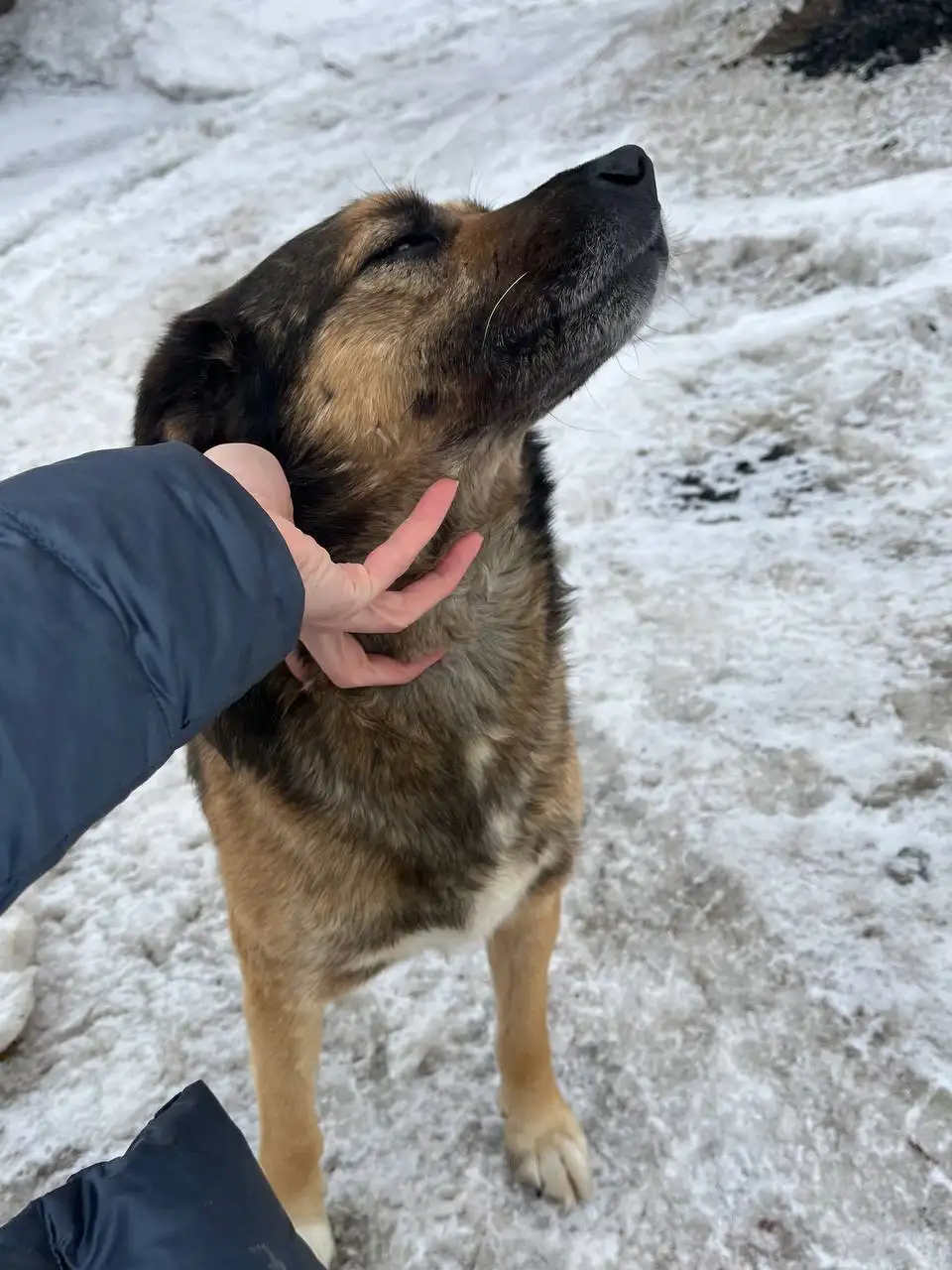 Потерянный мальчик без бирки в Саратове - Потерянные животные (Животные) в Саратов