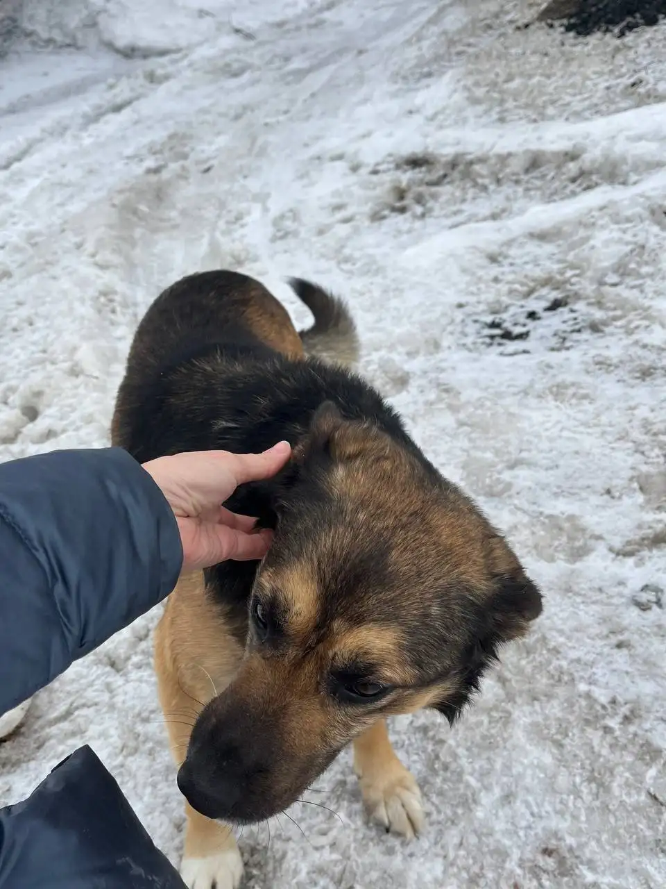 Потерянный мальчик без бирки в Саратове - Потерянные животные (Животные) в Саратов