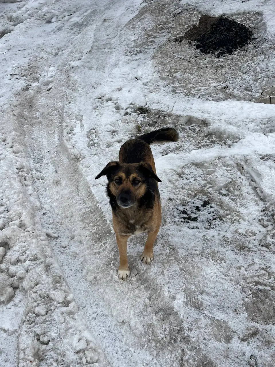 Потерянный мальчик без бирки в Саратове - Потерянные животные (Животные) в Саратов