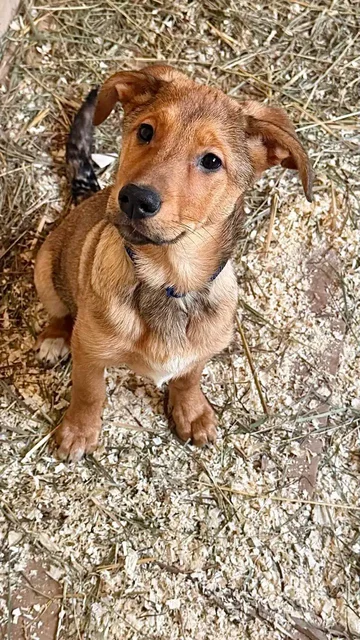 Щенки ищут дом - Передержка/Лечение в Саратов