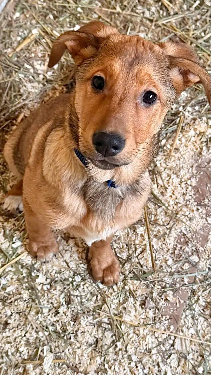 Щенки ищут дом - Собаки (Животные) в Саратов