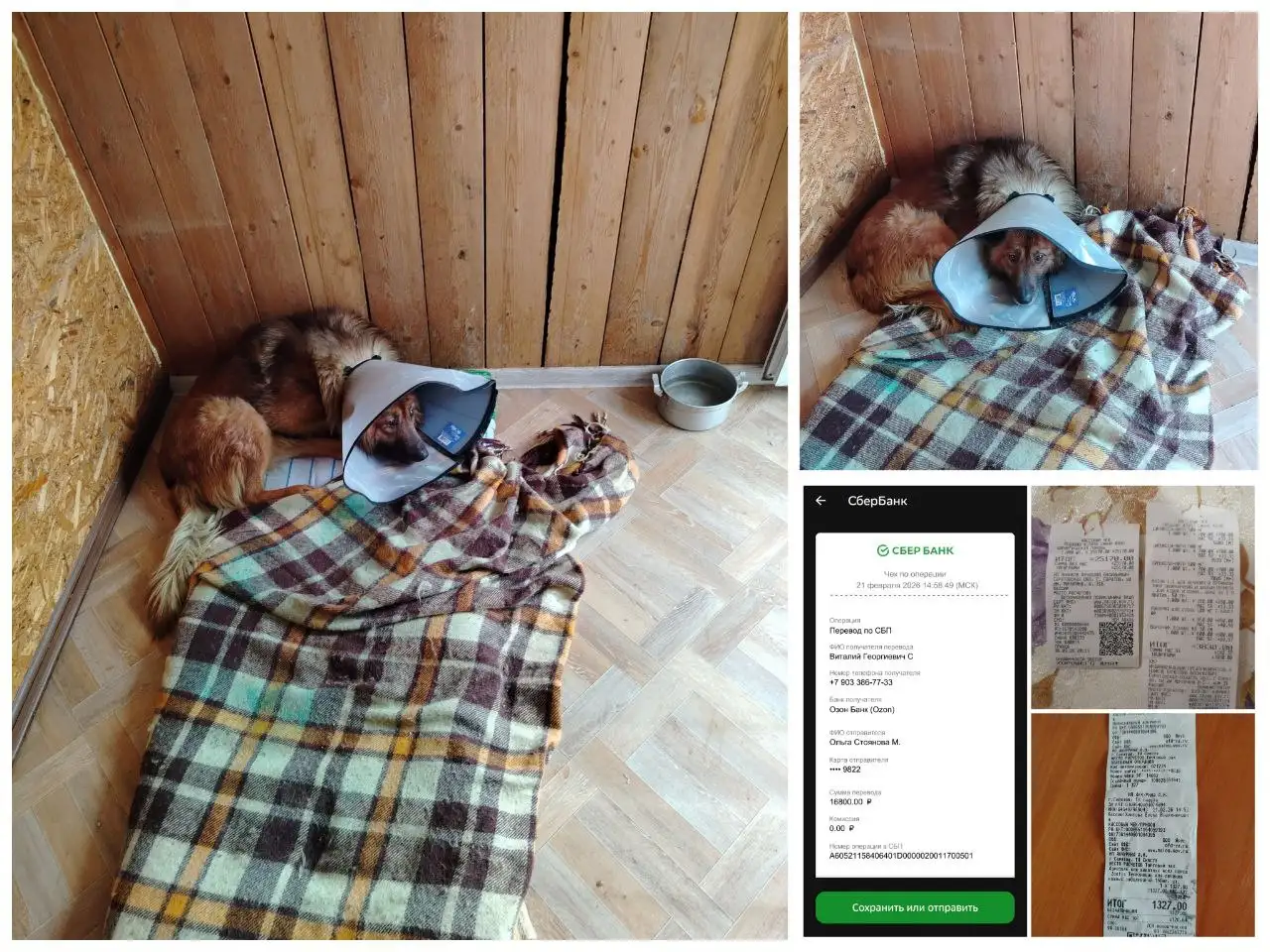 Сбор средств на реабилитацию собаки Рекса после операции - Собаки (Животные) в Саратов