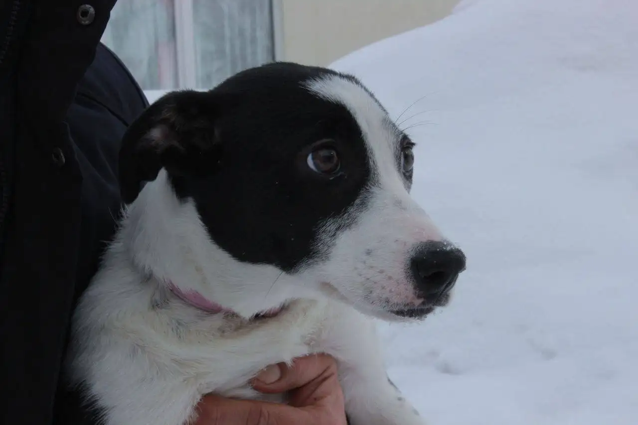 Сбор средств на передержку и прививки для спасенного щенка Симы - Собаки (Животные) в Саратов