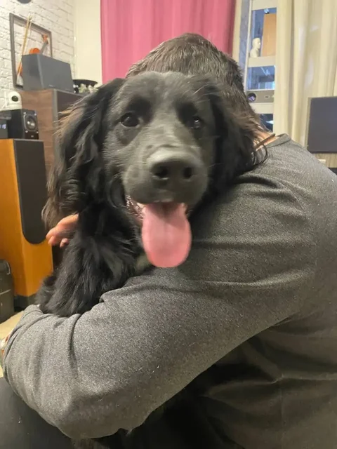 Найден спаниель в Саратове, ищет хозяев - Передержка/Лечение в Саратов