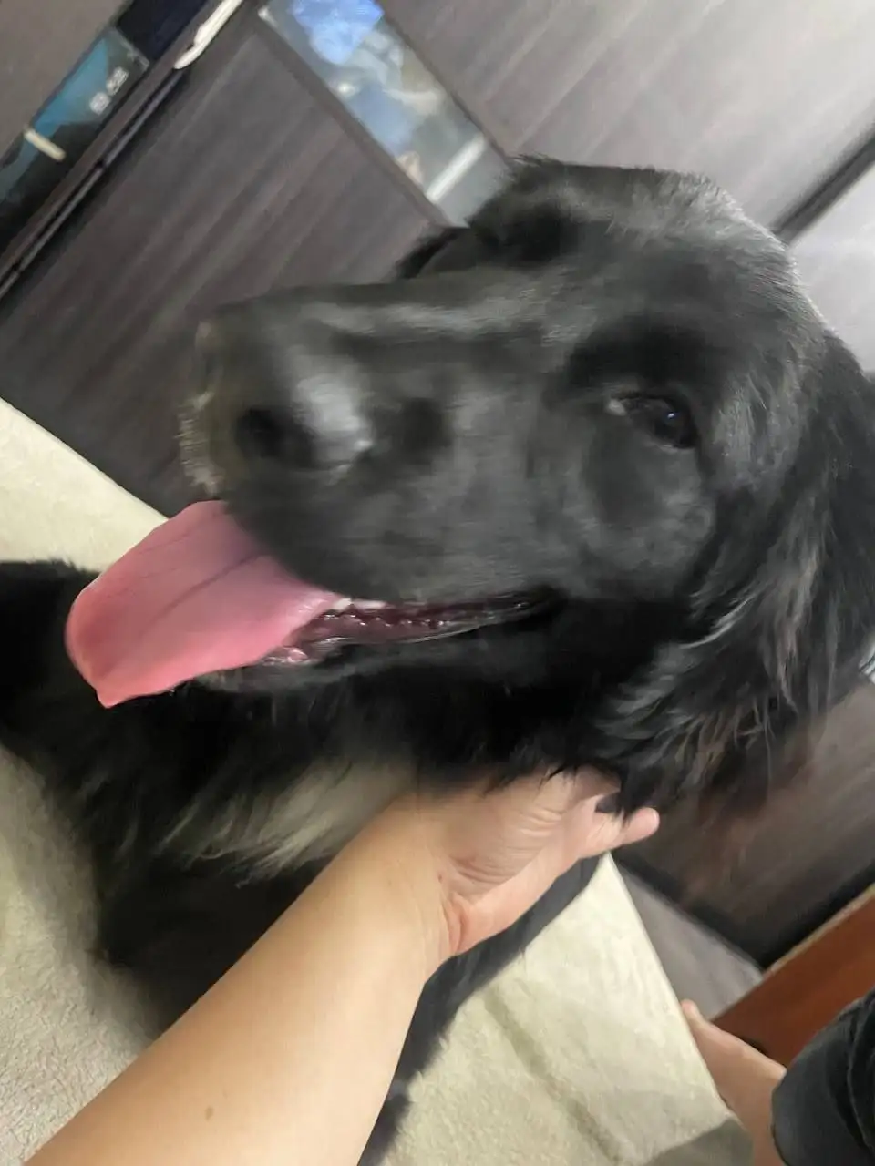 Найден спаниель в Саратове, ищет хозяев - Собаки (Животные) в Саратов