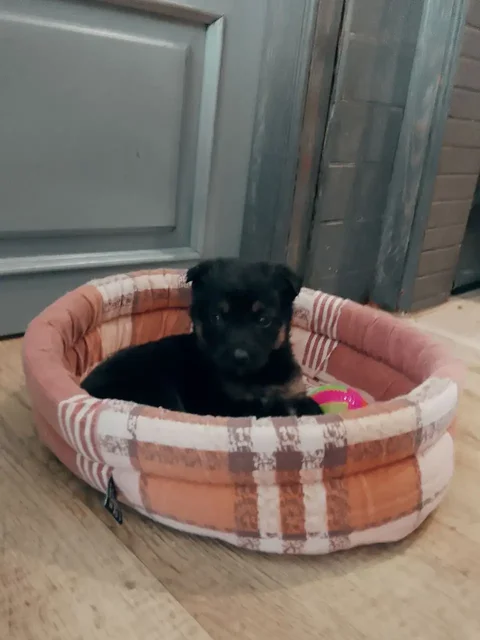 Девочка 1,5 месяца ищет дом и любящих хозяев - Передержка/Лечение в Саратов