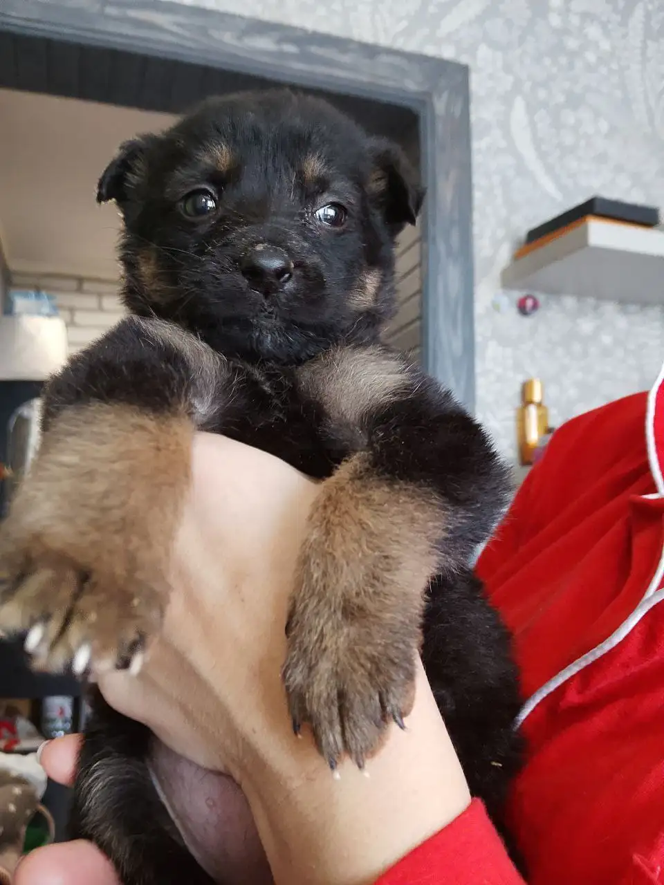 Девочка 1,5 месяца ищет дом и любящих хозяев - Собаки (Животные) в Саратов