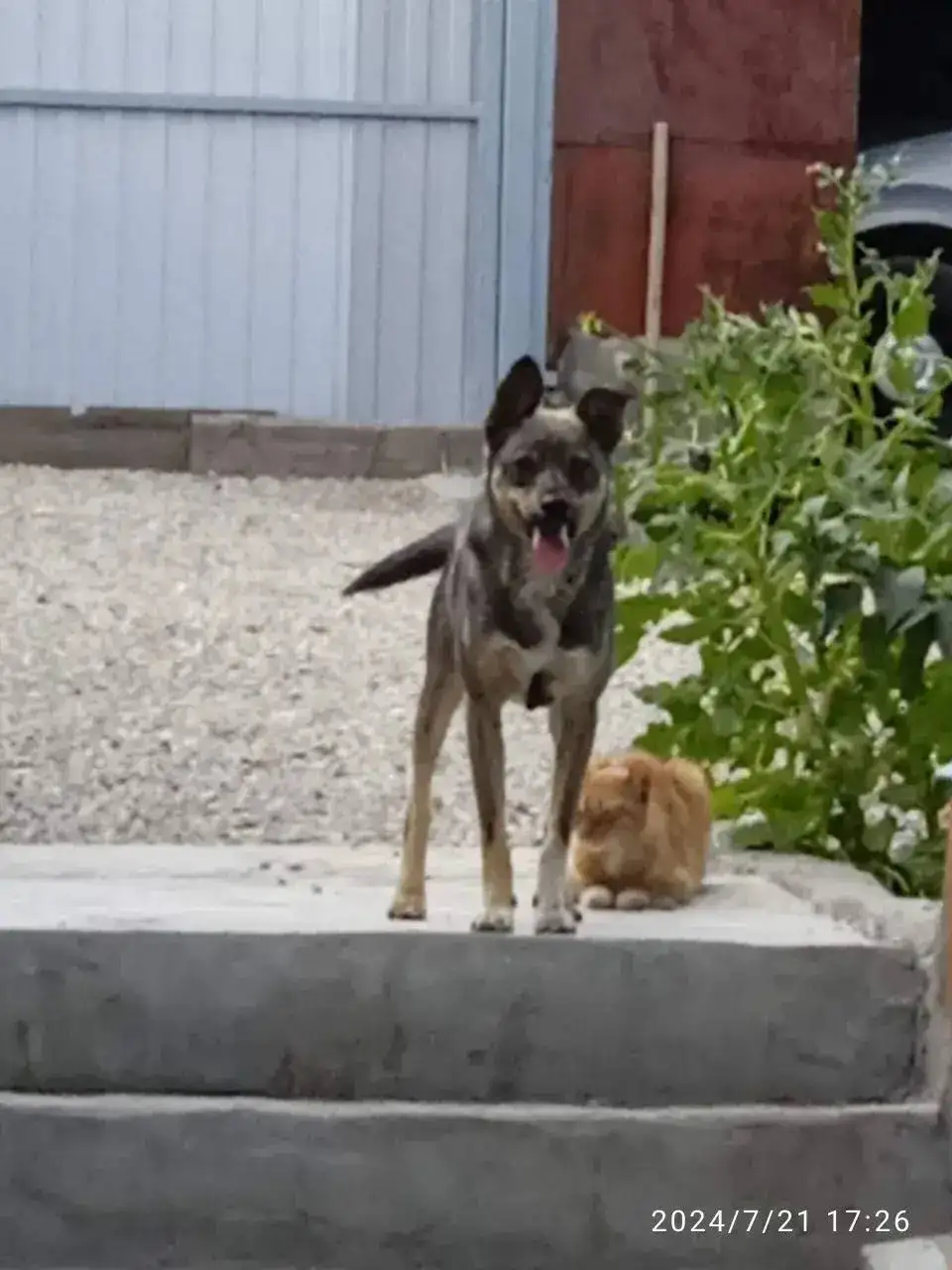 Пропала собака по кличке Амур - Собаки (Животные) в Саратов