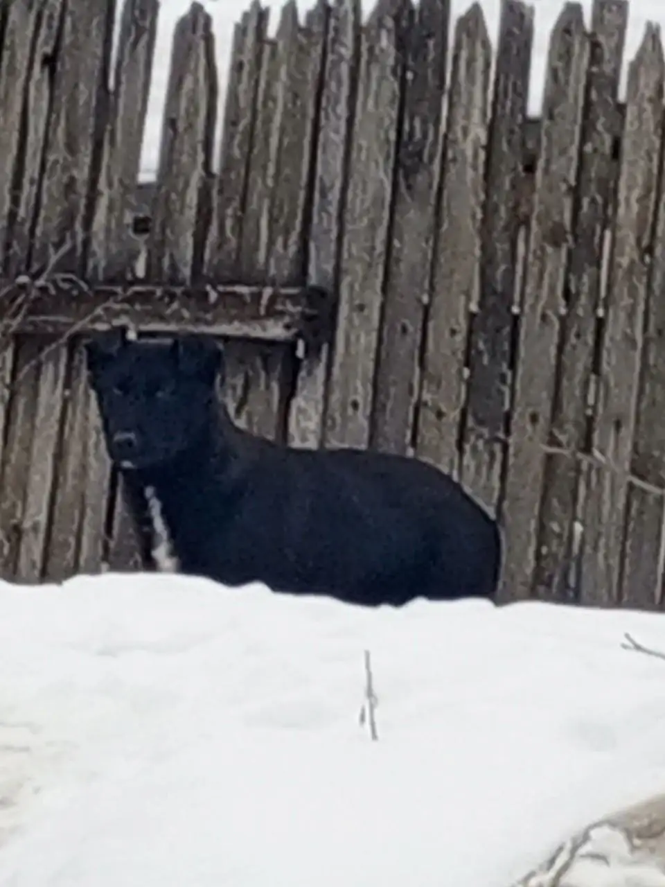 Щенок на мусорке в районе Ленинский, Елшанка - Собаки (Животные) в Саратов