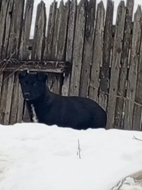 Щенок на мусорке в районе Ленинский, Елшанка - Передержка/Лечение в Саратов
