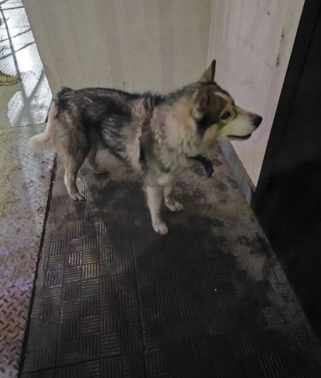 Потерянный хаски в Заводском районе - Собаки (Животные) в Саратов