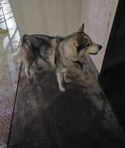 Потерянный хаски в Заводском районе - Передержка/Лечение в Саратов