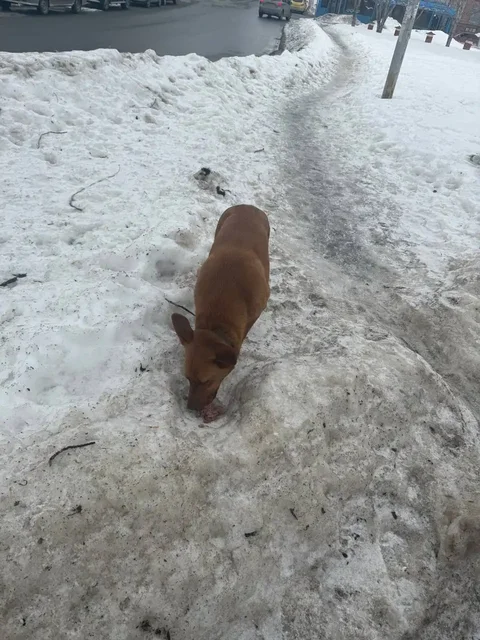 Найден рыжий питомец в Саратове - Передержка/Лечение в Саратов