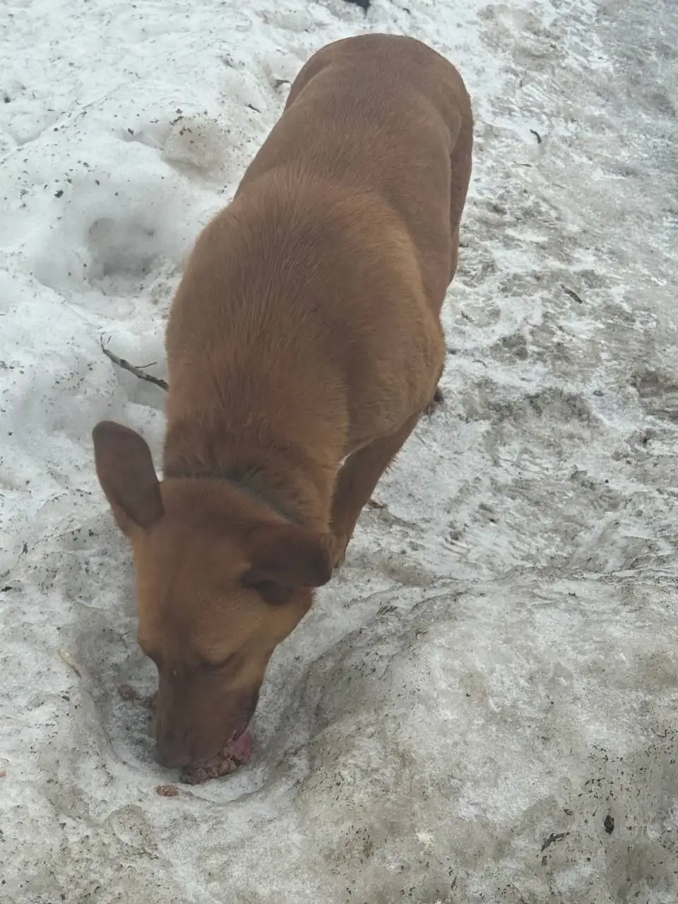 Найден рыжий питомец в Саратове - Животные в Саратов