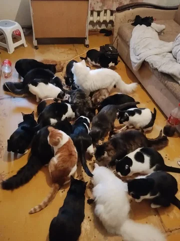 Сбор средств на стерилизацию кошек - Благотворительность в Саратов