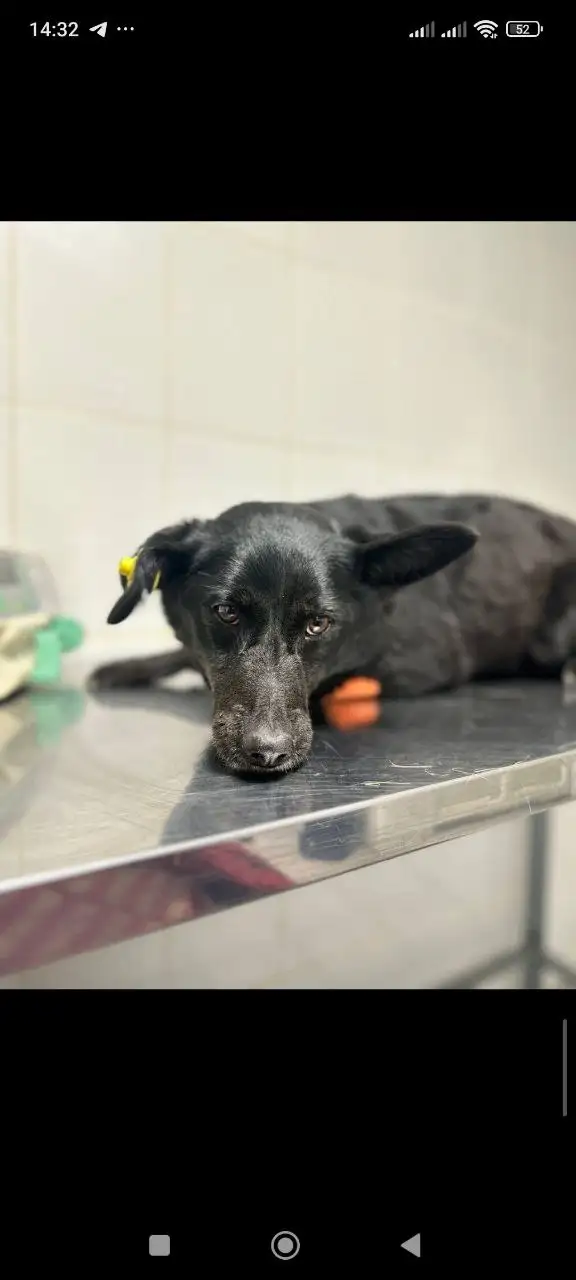 Жужа нуждается в кураторах и финансовой помощи - Животные в Саратов