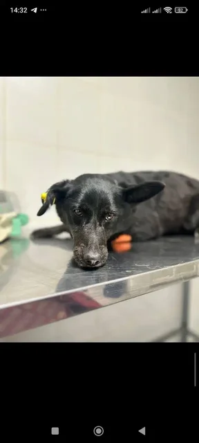 Жужа нуждается в кураторах и финансовой помощи - Благотворительность в Саратов