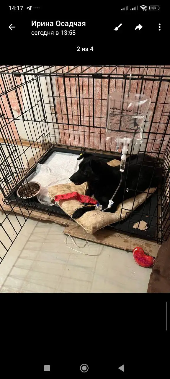 Жужа нуждается в кураторах и финансовой помощи - Животные в Саратов