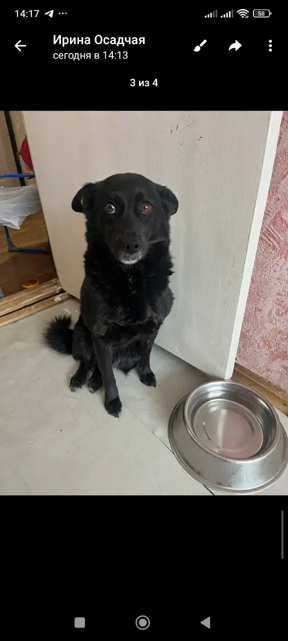 Жужа нуждается в кураторах и финансовой помощи - Животные в Саратов