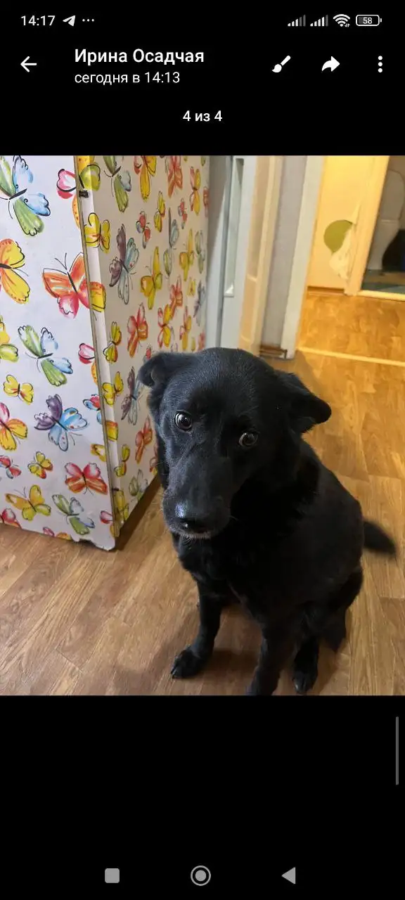 Жужа нуждается в кураторах и финансовой помощи - Животные в Саратов