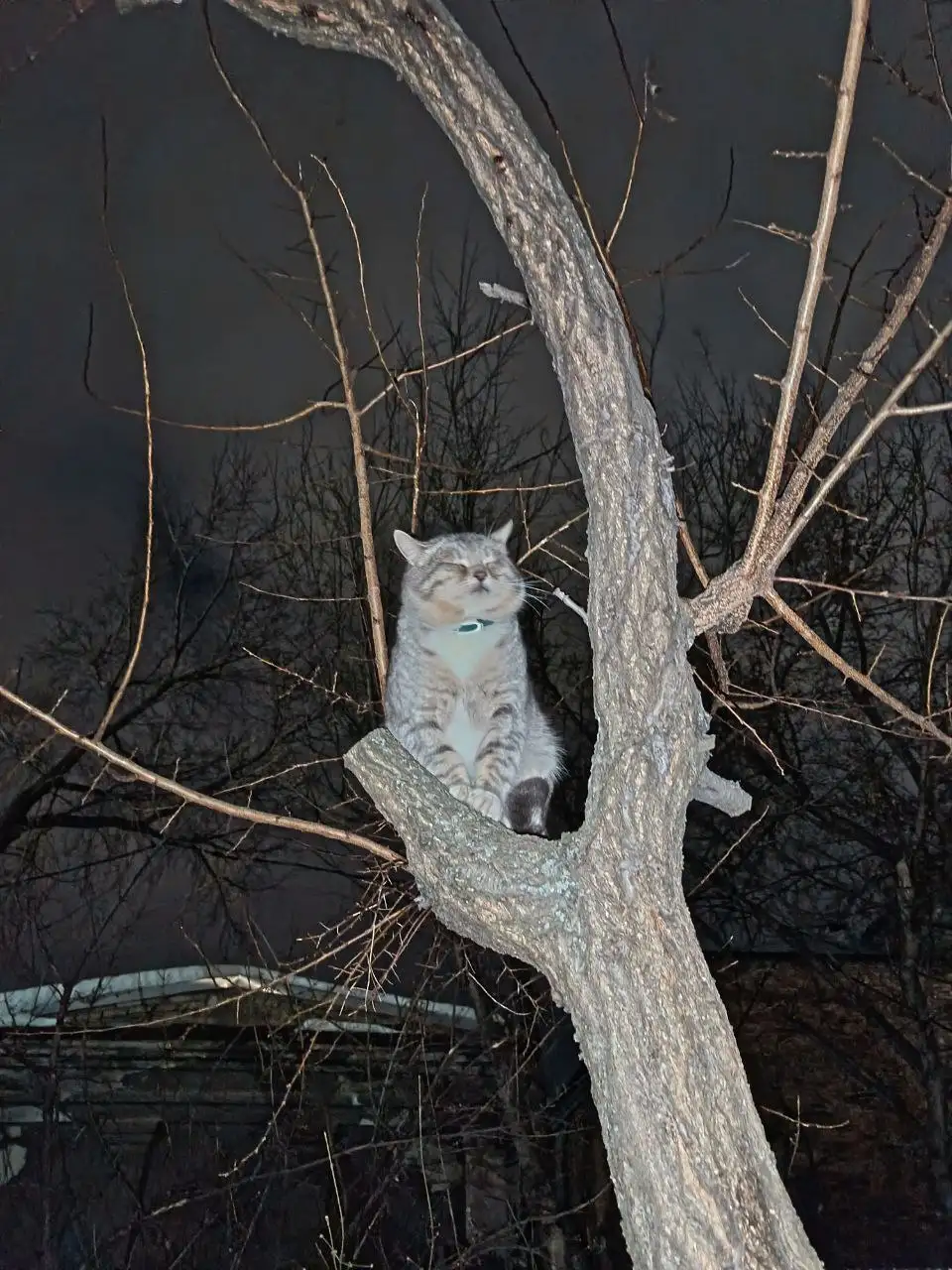 Найден кот в частном секторе у политехнического института - Кошки (Животные) в Саратов