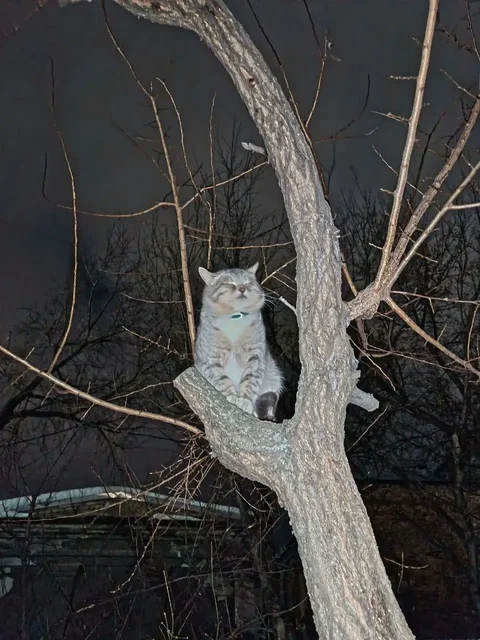 Найден кот в частном секторе у политехнического института - Благотворительность в Саратов