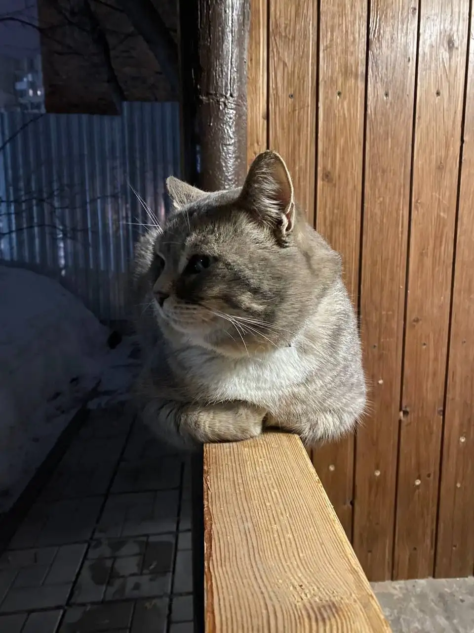Найден кот в частном секторе у политехнического института - Кошки (Животные) в Саратов