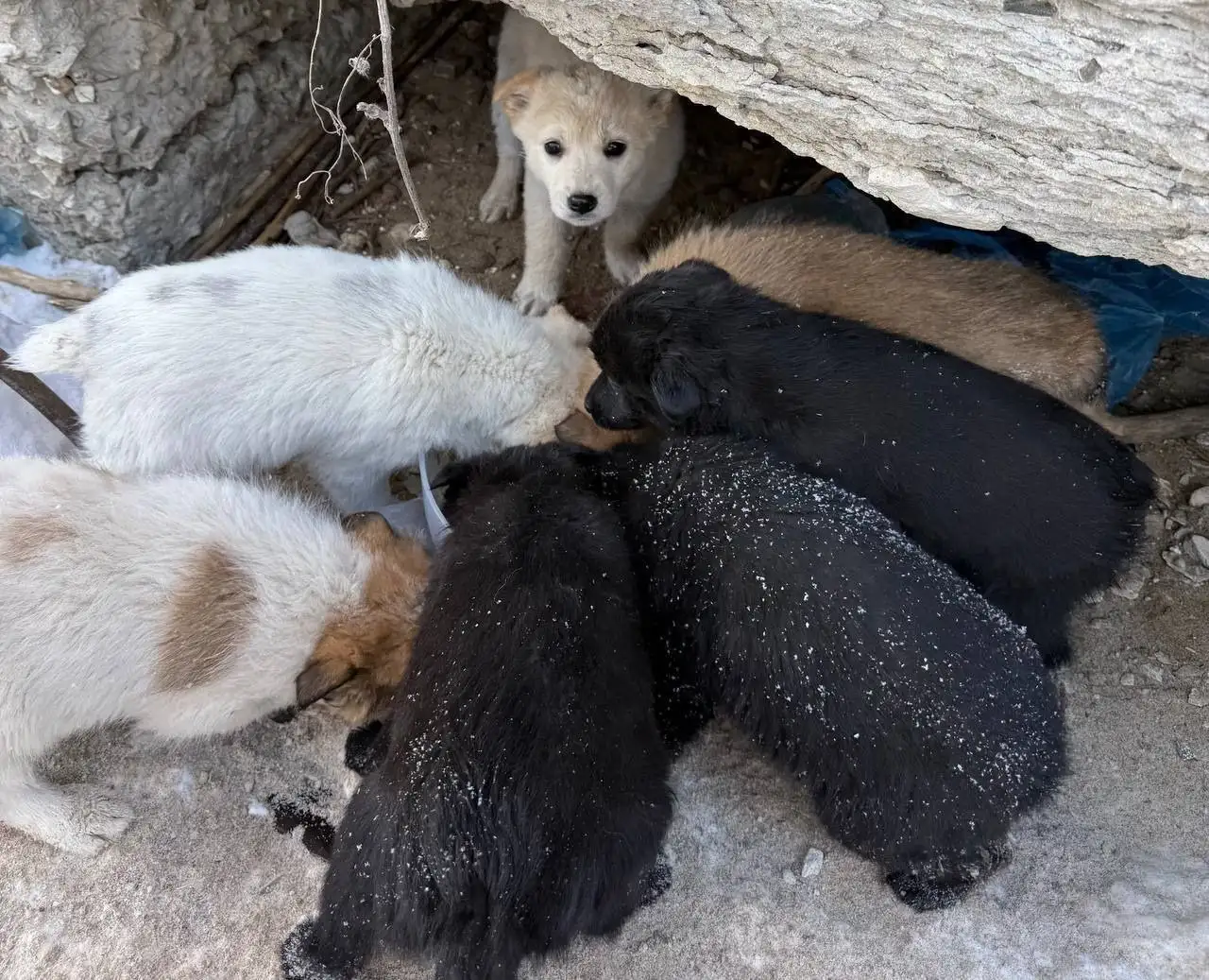 Щенки в селе Пристанное ищут дом - Собаки (Животные) в Саратов