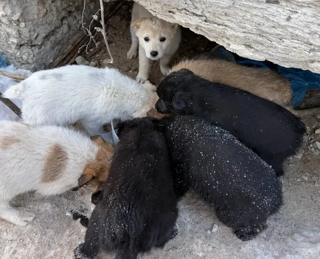 Щенки в селе Пристанное ищут дом - Благотворительность в Саратов