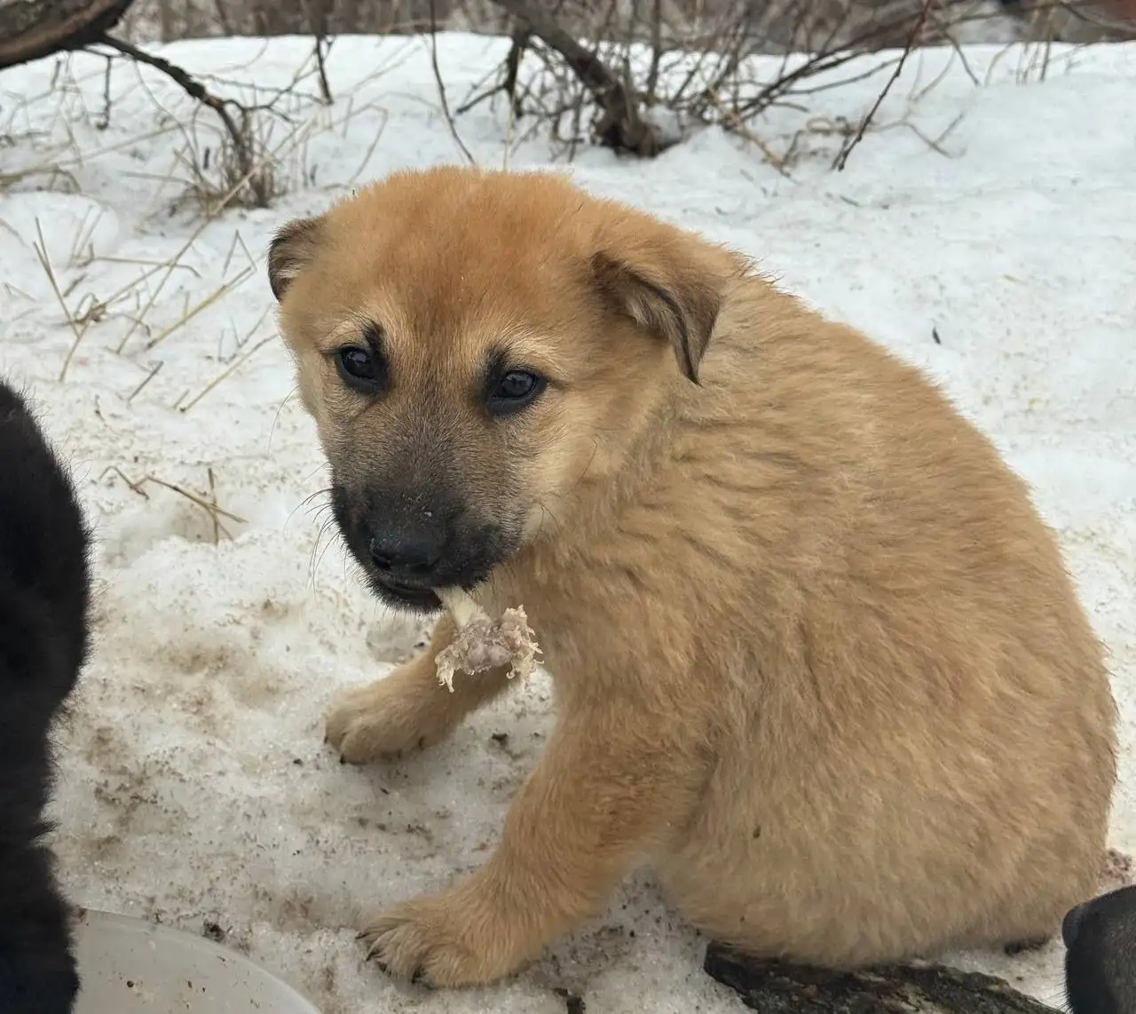 Щенки в селе Пристанное ищут дом - Собаки (Животные) в Саратов