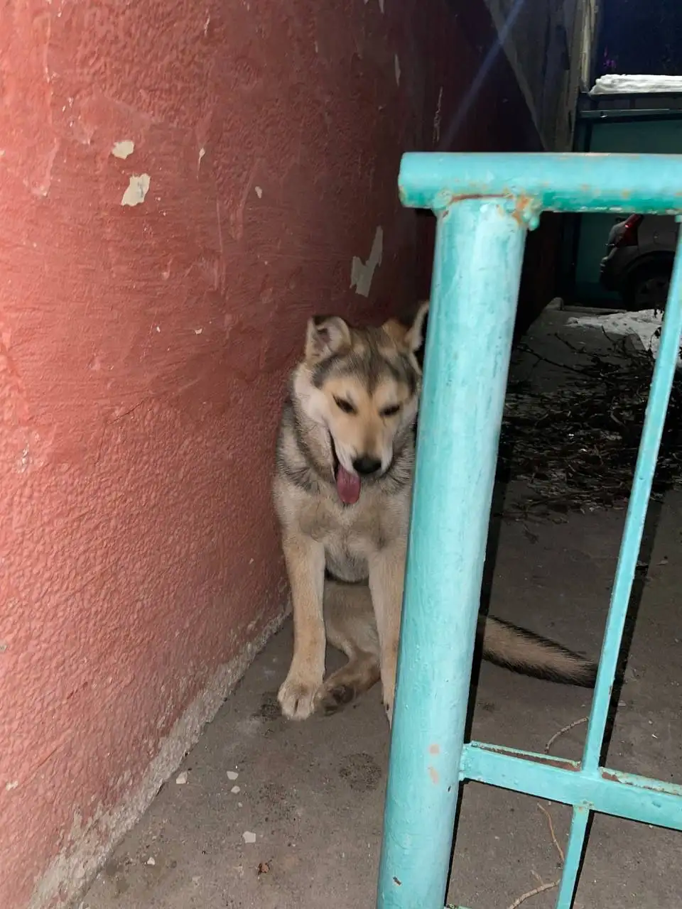 Потеряшки животных в Саратове - Животные в Саратов