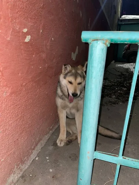 Потеряшки животных в Саратове - Благотворительность в Саратов