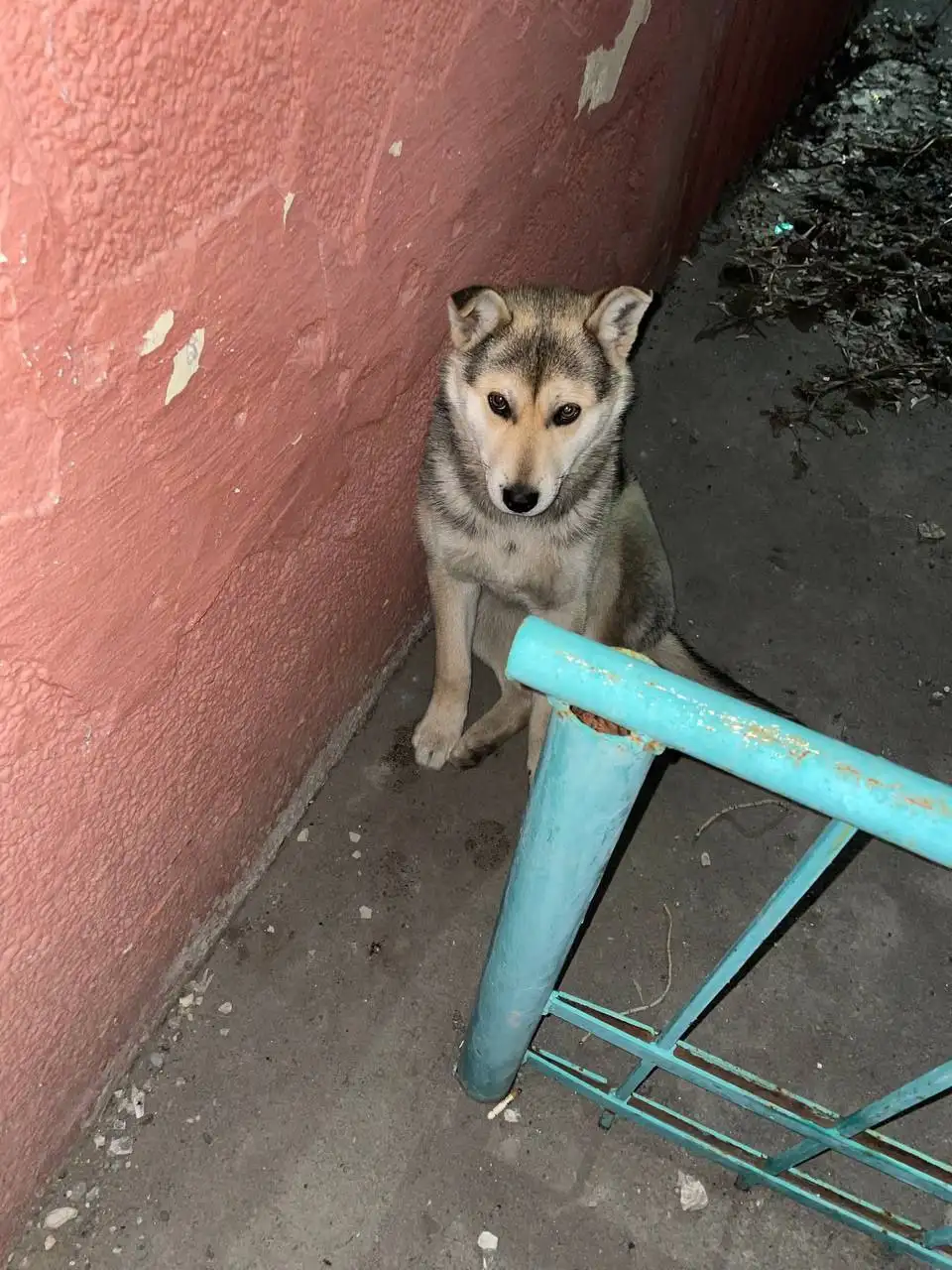 Потеряшки животных в Саратове - Животные в Саратов