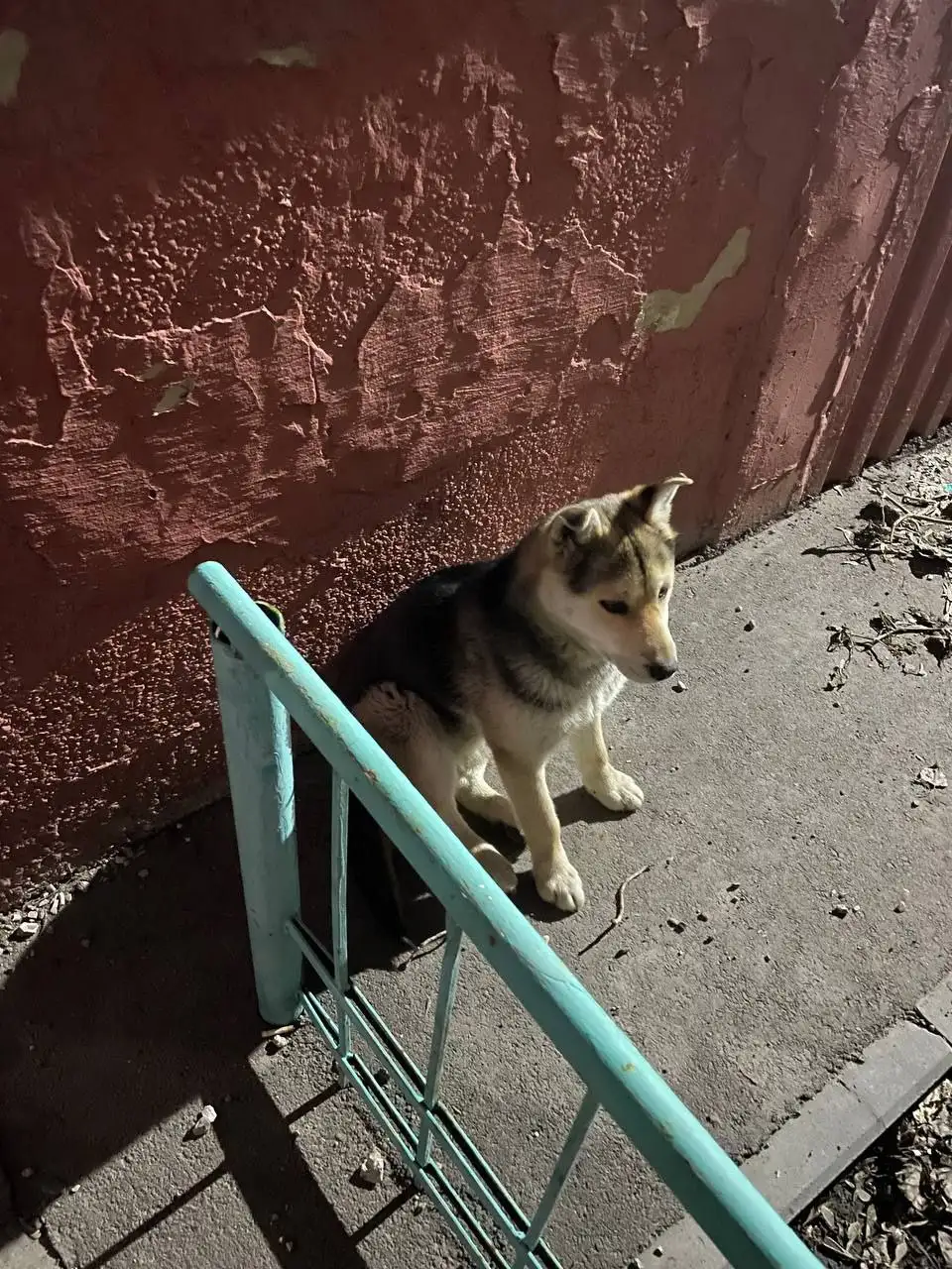 Потеряшки животных в Саратове - Животные в Саратов