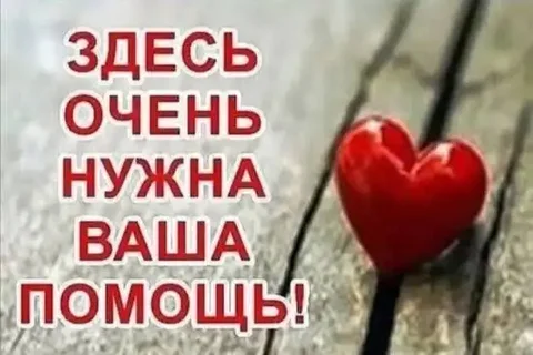 Собачка нуждается в стерилизации и передержке - Благотворительность в Саратов