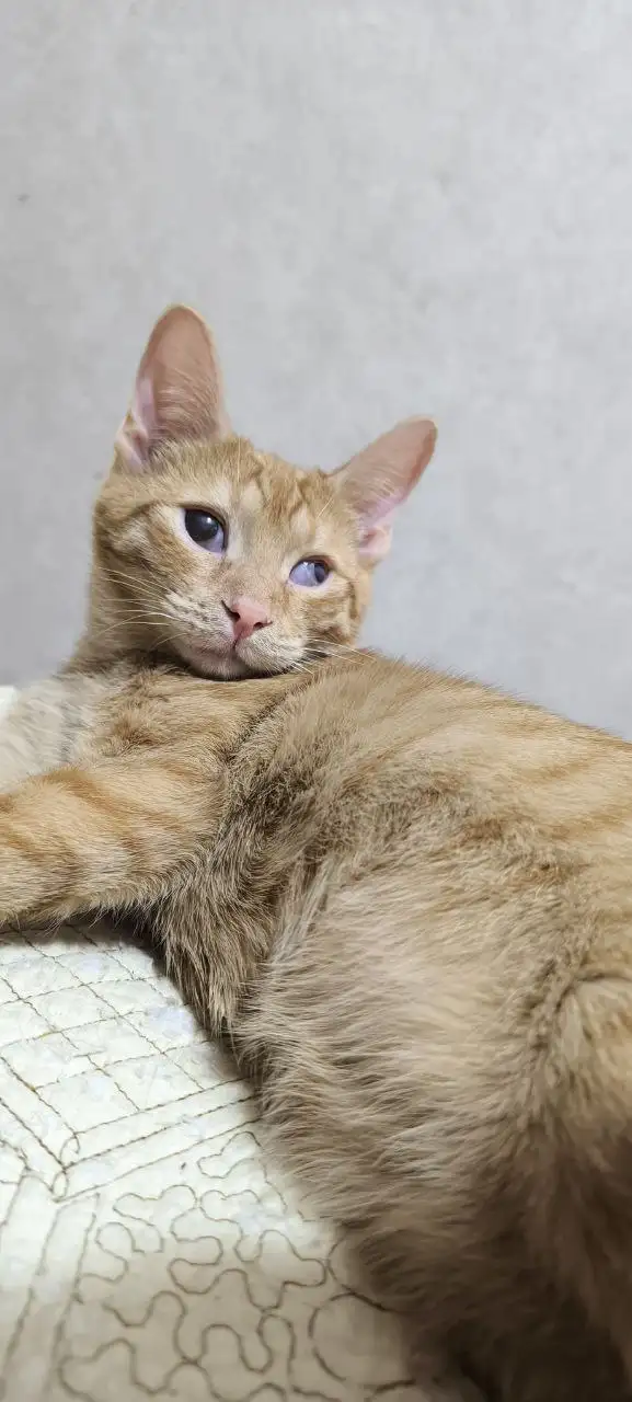 Сбор на передержку котят с Юбилейного - Благотворительность (Животные) в Саратов