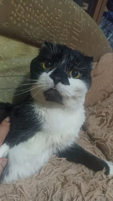 Пристрой кота, найденного на улице - Собаки в Калининск