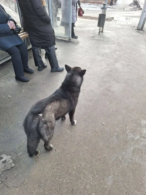 Потерянное животное на Дегтярной 28 - Потерянные/найденные в Саратов