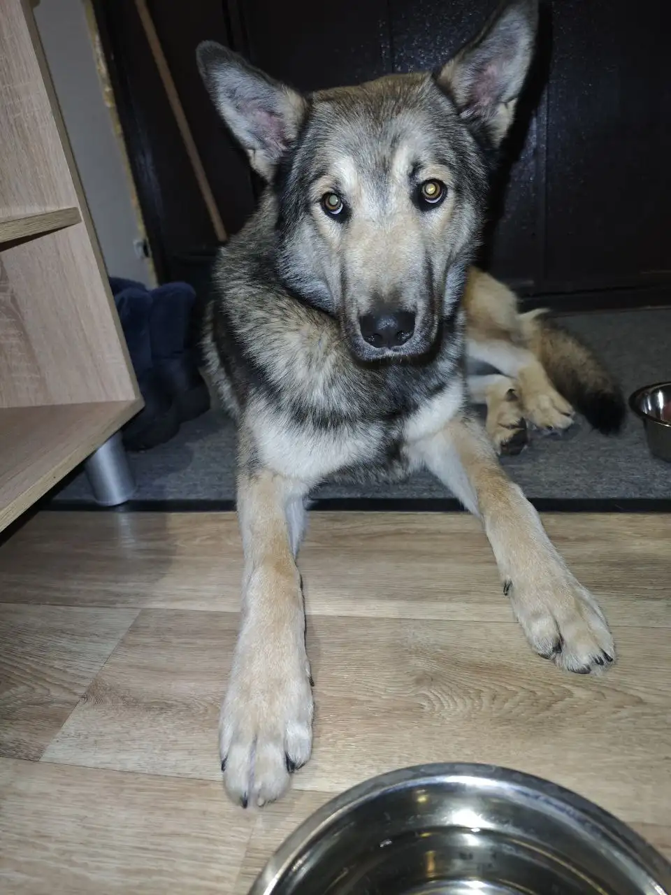 Молодой лютоволк ищет дом в Солнечном - Собаки (Животные) в Солнечный