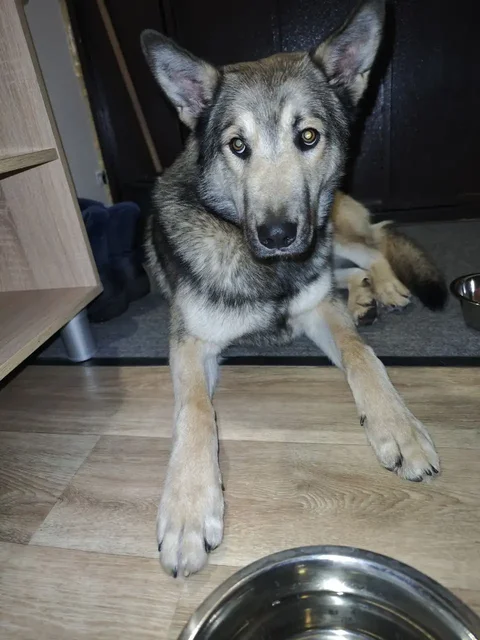 Молодой лютоволк ищет дом в Солнечном - частное объявление в Солнечный