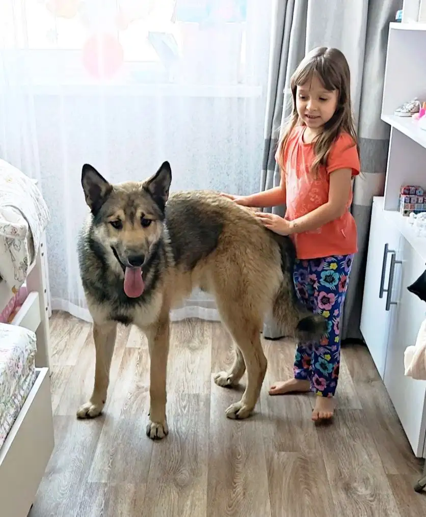 Молодой лютоволк ищет дом в Солнечном - Собаки (Животные) в Солнечный